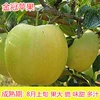 Golden Delicious 5-year-old seedlings [results in the current year] +81cm (inclusive)-110cm (inclusive)