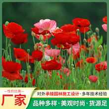 ˷NԻﶬͺƷN^ͥԺNֲ