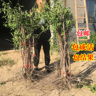 �޽ӗ�����մ����z���ﶬ�����ش�Nֲ����Y���Ϸ��������Ի���