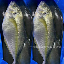 竹荚鱼 竹荚鱼品牌 图片 价格 竹荚鱼批发 阿里巴巴