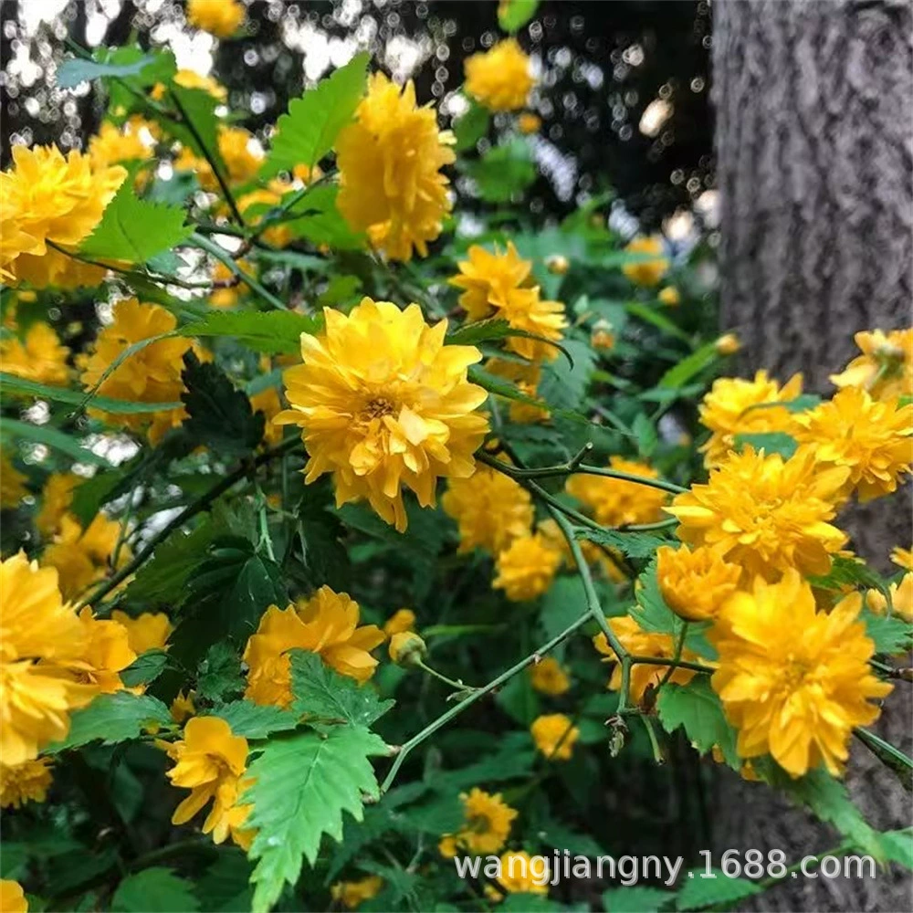Рассада цветов Di Tang Золотая банка Устойчивая к теням и морозостойкая Зимняя лоза для скалолазания Цветочные растения Лучжоу-ароматный многоцветковый двойной