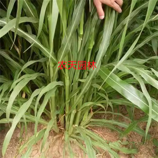 Pasture Sweet Elephant Grass Seeds Mexican Corn Grass Seeds Perennial Feeding Cattle, Sheep, Chickens, Geese, Grass Carp Seeds All Year Round