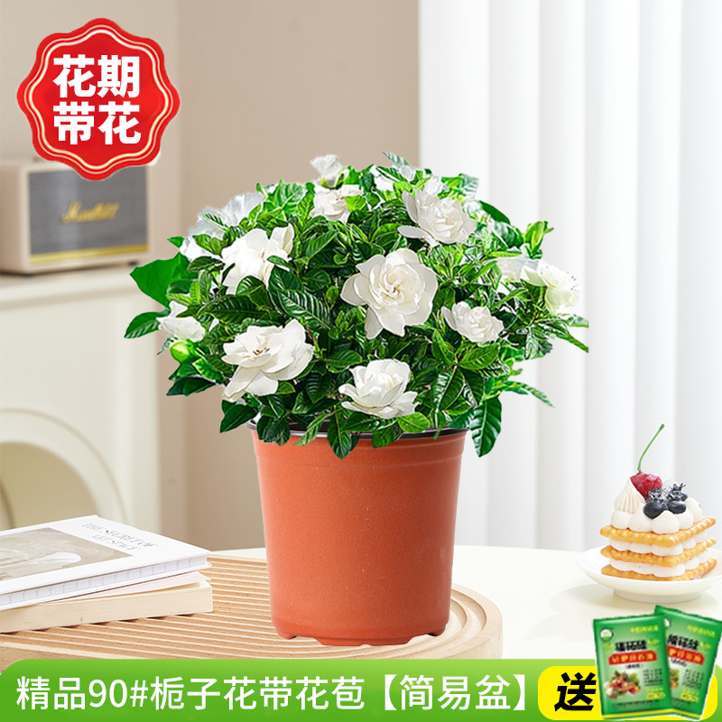 [프로모션 스페셜] 부티크 90#치자나무 개화기에는 꽃(간단한 화분)을 넣어 영양분을 공급합니다.