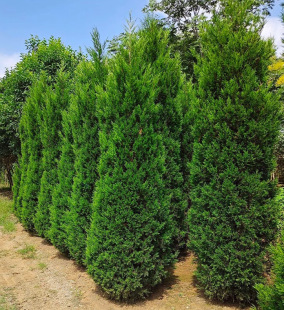 Dropshipping Sijiqing Cemetery Pine Grave Sweeping Sapling Pine Sapling Pine Cypress Arborvitae Cypress Cypress Cypress Pagoda