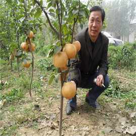 新品种特大香蕉梨太婆梨嫁接雪梨树果苗南北方耐寒种植当年结果包