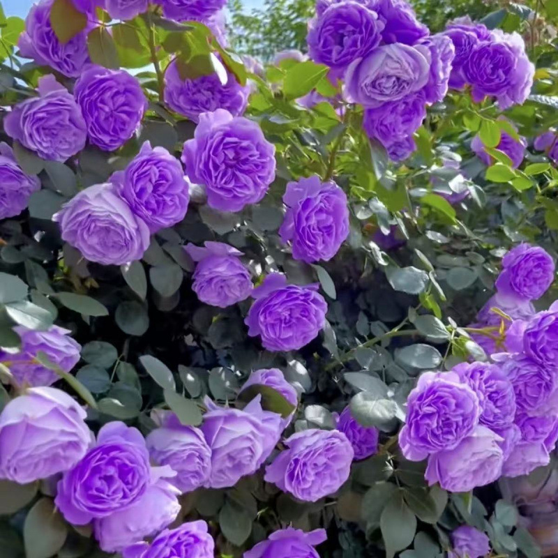 강한 향기의 큰 꽃 [이중 보라색] 보라색 거품 [사계절 꽃이 핀다]