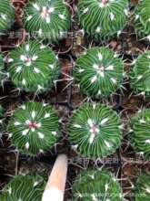 ������������������ǧ���f��������ѩ픶������������Զ���ֲ��