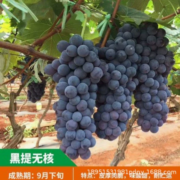 Черный горшок виноградного дерева Jufeng Каберне Совиньон Рассада Лето Черный двор Фруктовое дерево Рассада Посадка на юге и севере