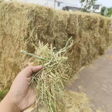 ���Ϻӱ�ɽ�� ���l����ιţ�Rʳ��ţ���R���NĢ��ʳ�þ����ݺ̶�