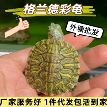 格兰德彩龟深水龟中美彩龟高颜值观赏乌龟宠物龟外塘批发包活到家