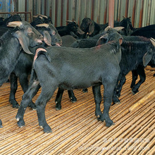 黑山羊 金堂黑山羊 金堂麻羊 簡陽大耳羊提供養殖技術