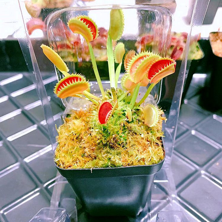 Clip flytrap requin taille 1.5-2cm