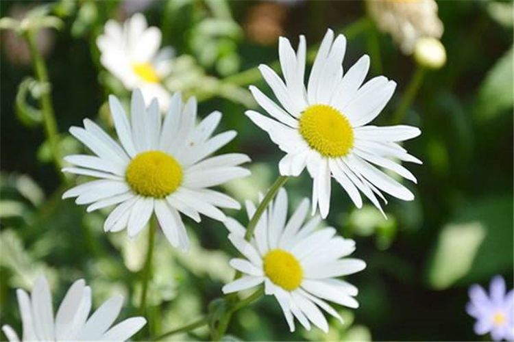 【大滨菊种子】西洋小滨菊多年生宿根花卉春秋播种易活花海默认项-阿里巴巴