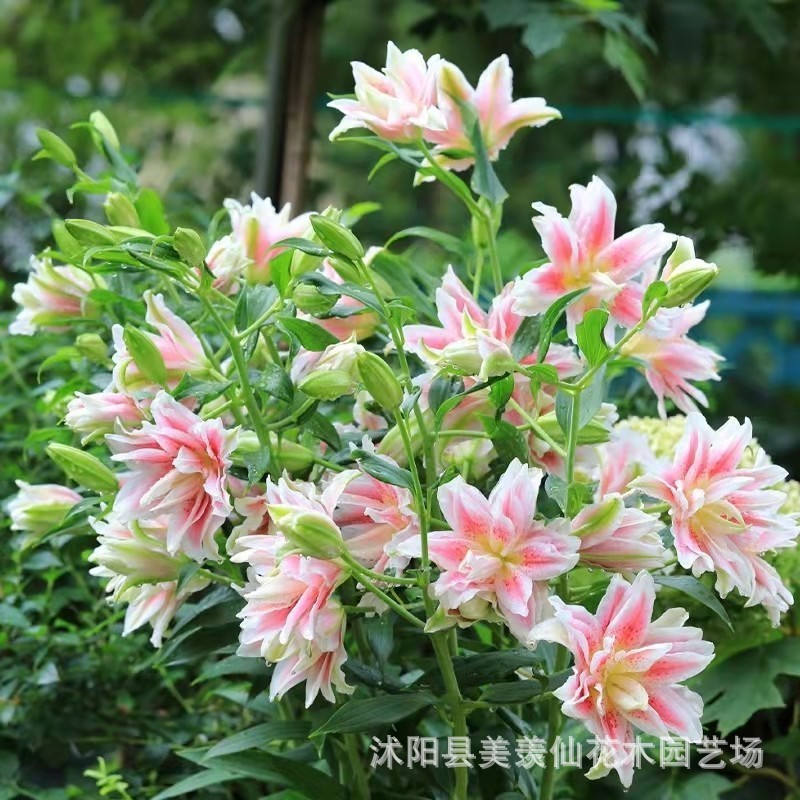 批发香水百合种球 多季开花百合花单瓣带芽发货 四季盆栽观赏花卉