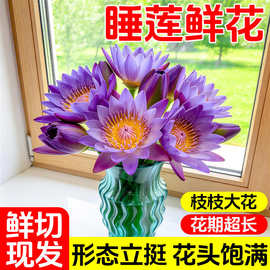 睡莲鲜花鲜切花花束荷花莲花百合花客厅植物插花云南花卉基地直供
