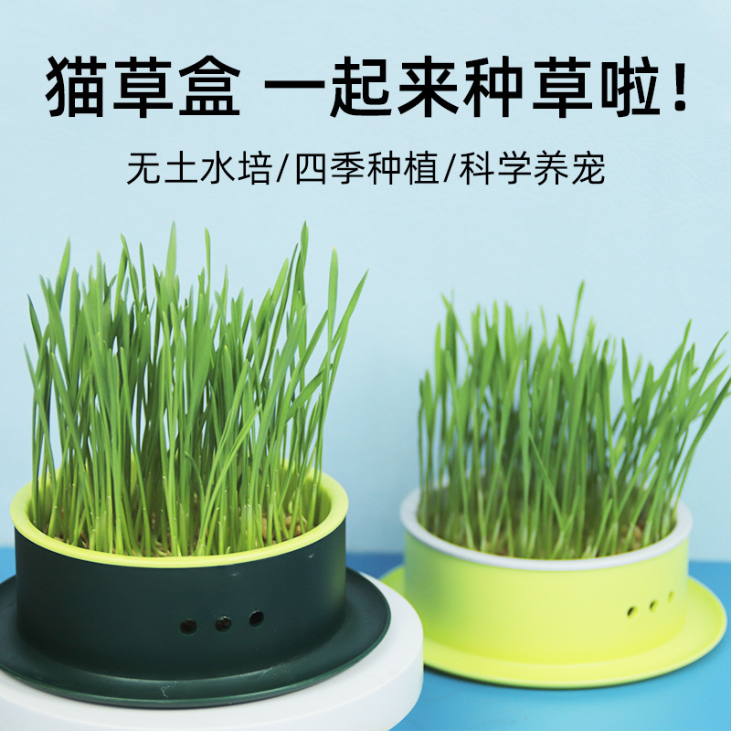 Cat Grass Seeds Soilless Planting Cat Grass Set Hydroponic Box Cat Snacks Catnip Grass Free 5 Packs of Seeds Cat Grass