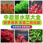 水草缸后景荷兰景血宫廷绿宫廷印度小竹节紫红丁香新手入门水草
