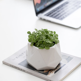 Diamond Ceramic White Flower Pot Vase Wholesale Fleshy Plant Flower Pot Ceramic White Porcelain Small Flower Pot Creative Simple
