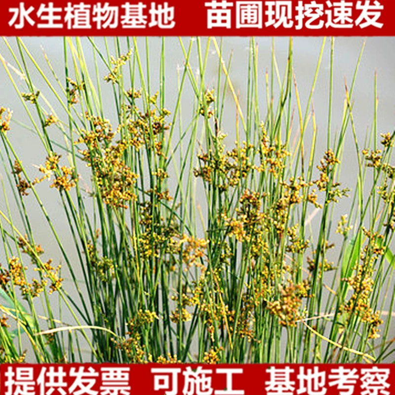 Свежесаженные саженцы тростниковой травы, горшечная тростниковая трава для травяного отвара для очищения тепла и уменьшения огня, трава «драконья борода» и водный сельдерей, отправляются с почвой.