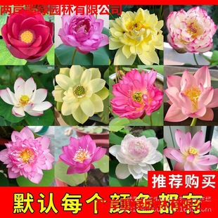 ɻNˮɏNˮֲļN׻ź҃ԾGֲ˯ɏ