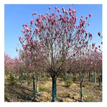 产地直供 紫玉兰树 紫玉兰树苗  紫玉兰  紫玉兰景观树 各类苗木
