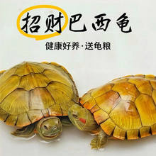 乌龟巴西龟黄金招财情侣下蛋龟活物观赏批发小乌龟活物宠物特价