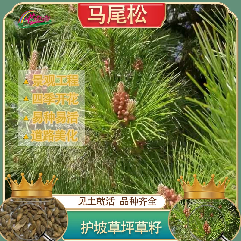 Озеленение кустарников Озеленение Массон Семена сосны Зеленые семена сосны Проект защиты железнодорожных склонов и фиксации почвы Ландшафт