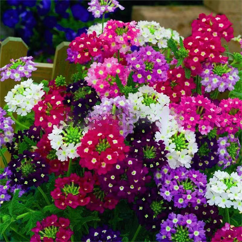 美女樱种子四季种植混合五色梅花种子盆栽细叶美女樱包对版其他