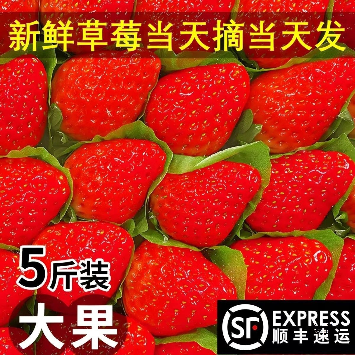 Fresh freshly picked strawberries cream strawberries Red Face 99 Daliangshan outdoor strawberries black gold free shipping wholesale commercial