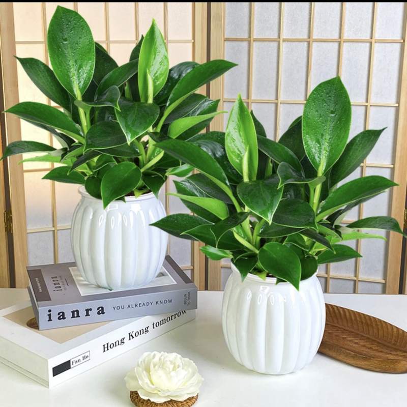 3개의 골든 다이아몬드 25-30cm 호박 모조 도자기 냄비 + 영양 용액 2개 특별 제공