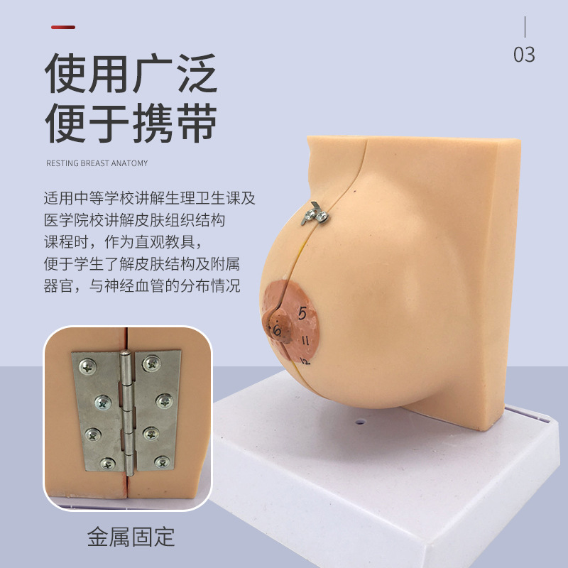 �鷿ģ����ģ���ز�����ģ�;�ֹ�ڲ�����Ů���鷿�ṹ��ҽѧ��ѧ