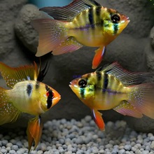 ���m�P�����~�{���Ӱ����_�������ӟᎧ�^�p�~С���~���w�����~