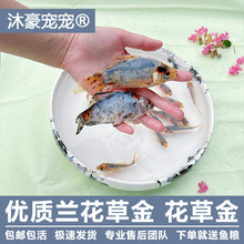 沐豪宠宠兰花草金鱼小红草兰花草金鱼耐活冷水鱼锦鲤小锦鲫观赏鱼