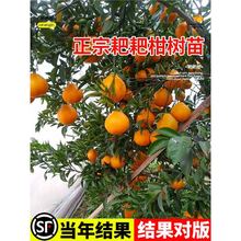 �����Ĵ��ҰҸ̘������θ̴�Ҋ���ٽ��������ϱ����Nֲ�޽ӹ�����