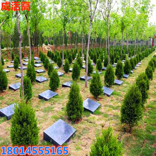 Wholesale Cemetery Pine Grave-Sweeping Saplings Pine and Cypress Platycladus Cypress Tree Shu Cypress Pagoda Pine and Cypress Saplings North and South Potted Plants