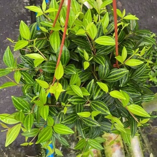 �V�|�S�һ���ֱ���^�~ֲ�ﻨ��С���ԾGֲ�G���˽ǵ����ʯ�����