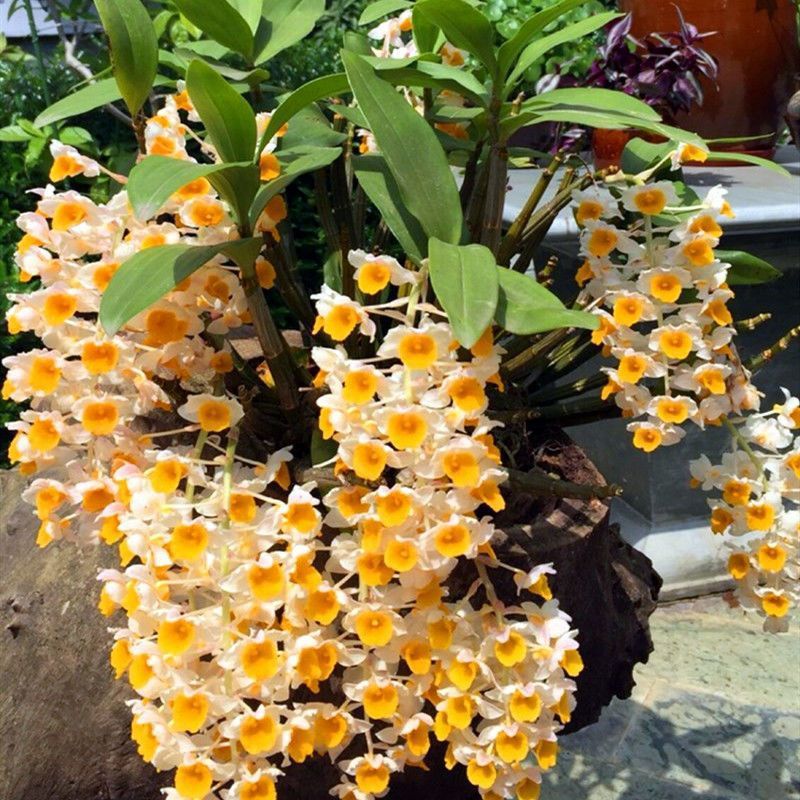 云南球花石斛黄花金钗石斛霍山铁皮石斛苗鼓槌石斛兰球形兰花盆栽