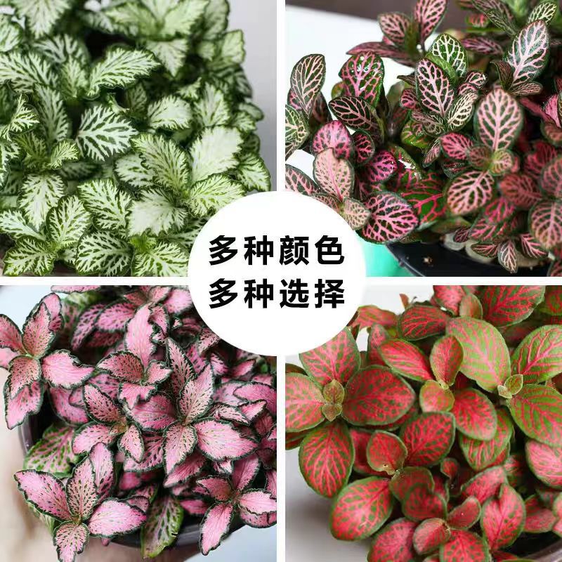 Indoor Mini Green Plant Net Grass Small Flower Moss Micro Landscape DIY Potted Water and Land Tank Bonsai