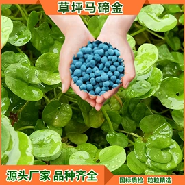 草种子;一二年生花卉;宿根花卉