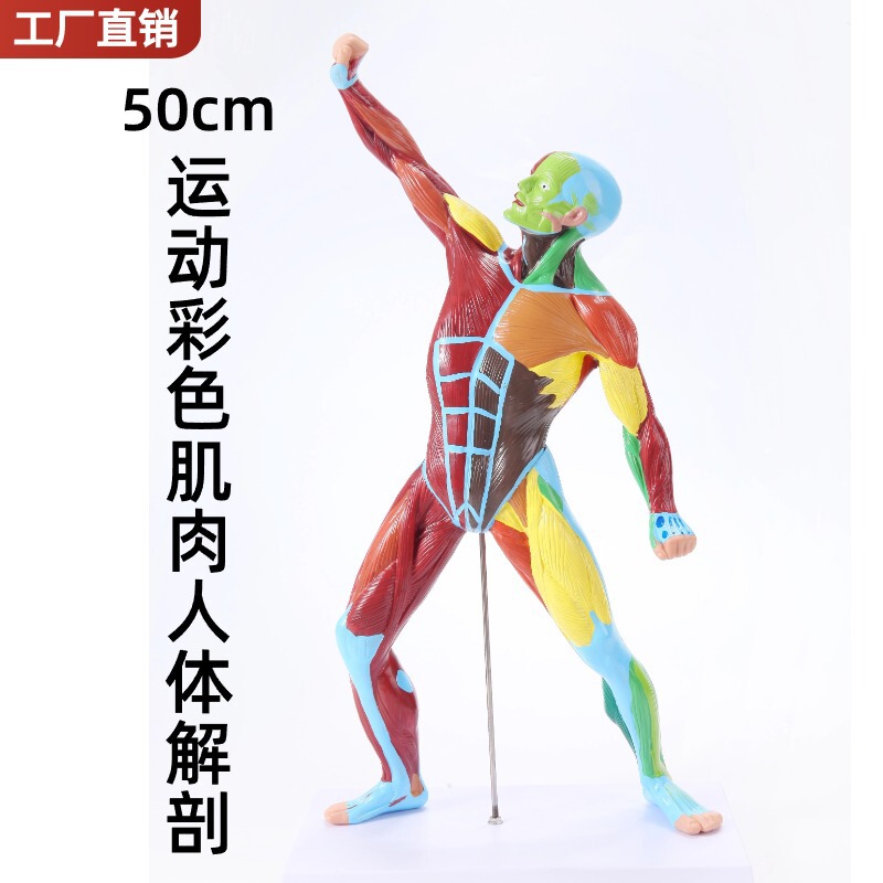 50CM muscle human anatomy art model medical color Human body whole body muscle model sports structure 50CM muscle human anatomy art model medical color Human body whole body muscle model sports structure