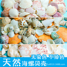 天然贝壳海螺 立体贝壳花片配件 幼儿园diy手工配饰饰品布景道具