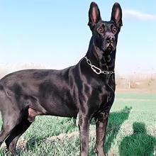 批发纯种狗黑狼犬活体幼犬小狗黑狼狗幼崽活狗大型护卫犬活物活狗