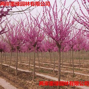 ͥԺ�G�����������G���� ���G���� ռ�����G��M�l�t�����ͺ�ֲ��