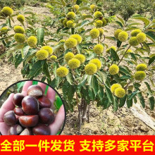 嫁接板栗树苗批发盆栽南北方种植特大早熟当年结果栗子板栗果树苗