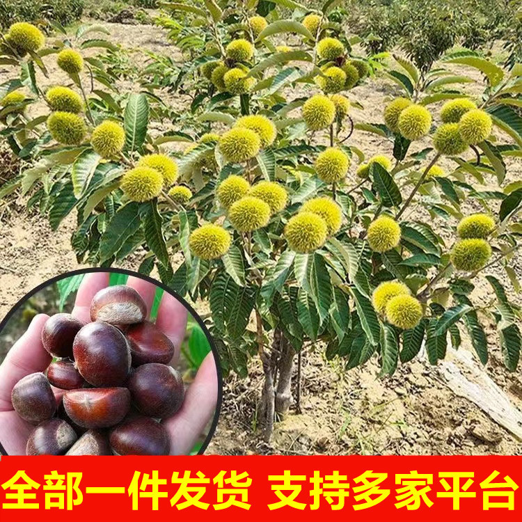 嫁接板栗树苗批发盆栽南北方种植特大早熟当年结果栗子板栗果树苗