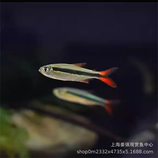 �Ꭷ�~����G�����~�����M��С�͟��~ϡ��Ʒ�N�tβ�������G��