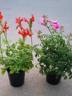 ����������������ֲ�������䘶���_˹����ͥԺ�̨�༾�_���ܝ���