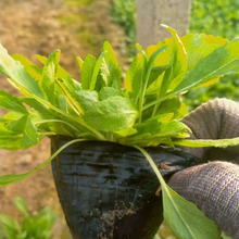 �ر���β���������l�{����β�� �ر���β�ݻ������^���籭�� �ݻ�