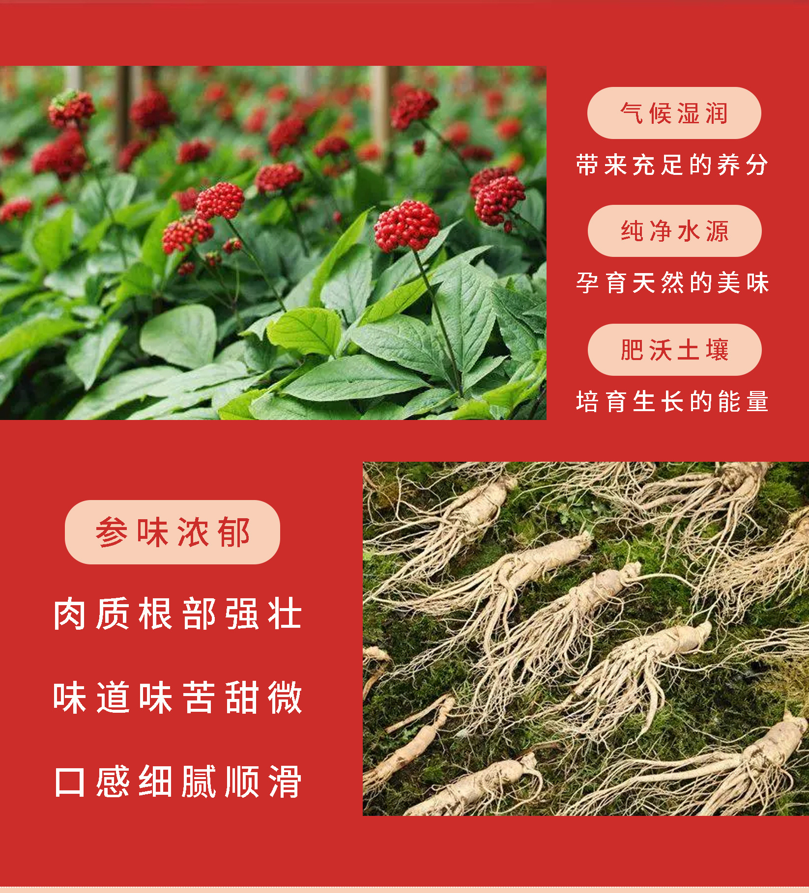 回春集五红人参饮植物饮料独立包装能量饮品支持代发贴 牌OE M-阿里巴巴