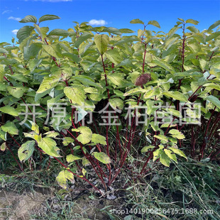 �t��ľ���ԾG�h������ľ�ȷ��Rľ�t��С��ͥԺ�b�֦�t��ľ����